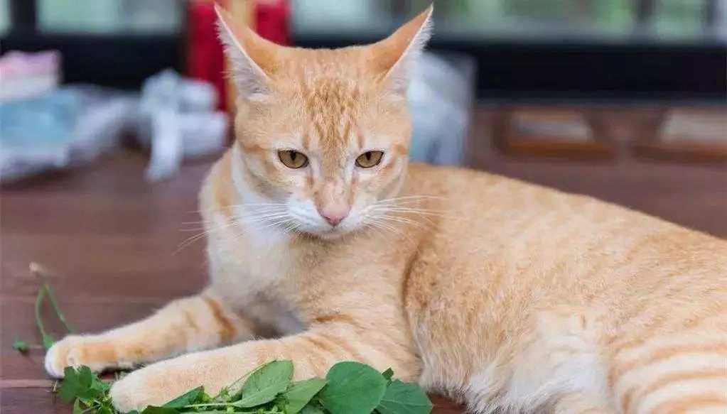 猫咪最讨厌的10个动作,猫咪最讨厌三种抱法图解