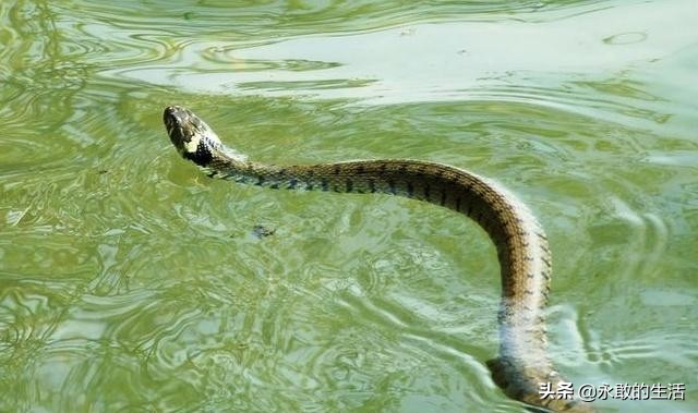 100种有毒的蛇,10种最毒的蛇是哪种蛇