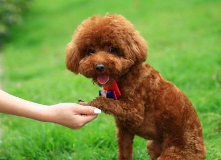 训练泰迪照顾宝宝,泰迪犬怎么训练才能听话呢