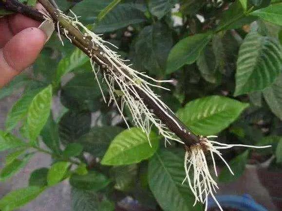 生根剂不用花钱买教你在家自己做,不用花钱在家可做万能生根剂