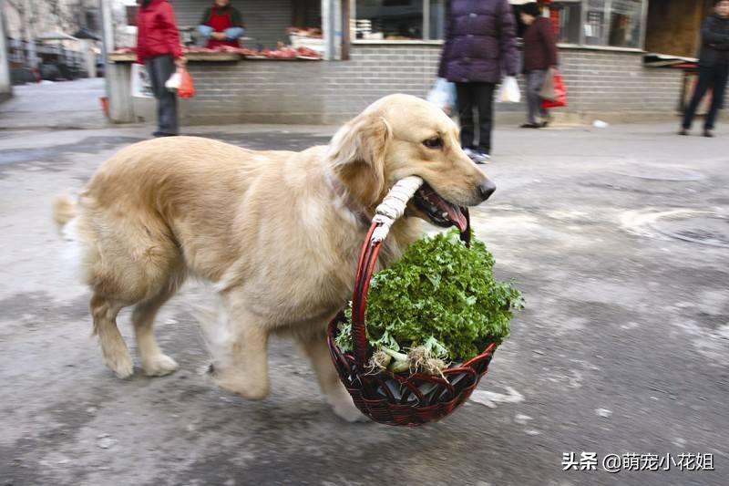 狗狗有机会救治，但是主人却放弃了，只因想让狗子留下美好的回忆