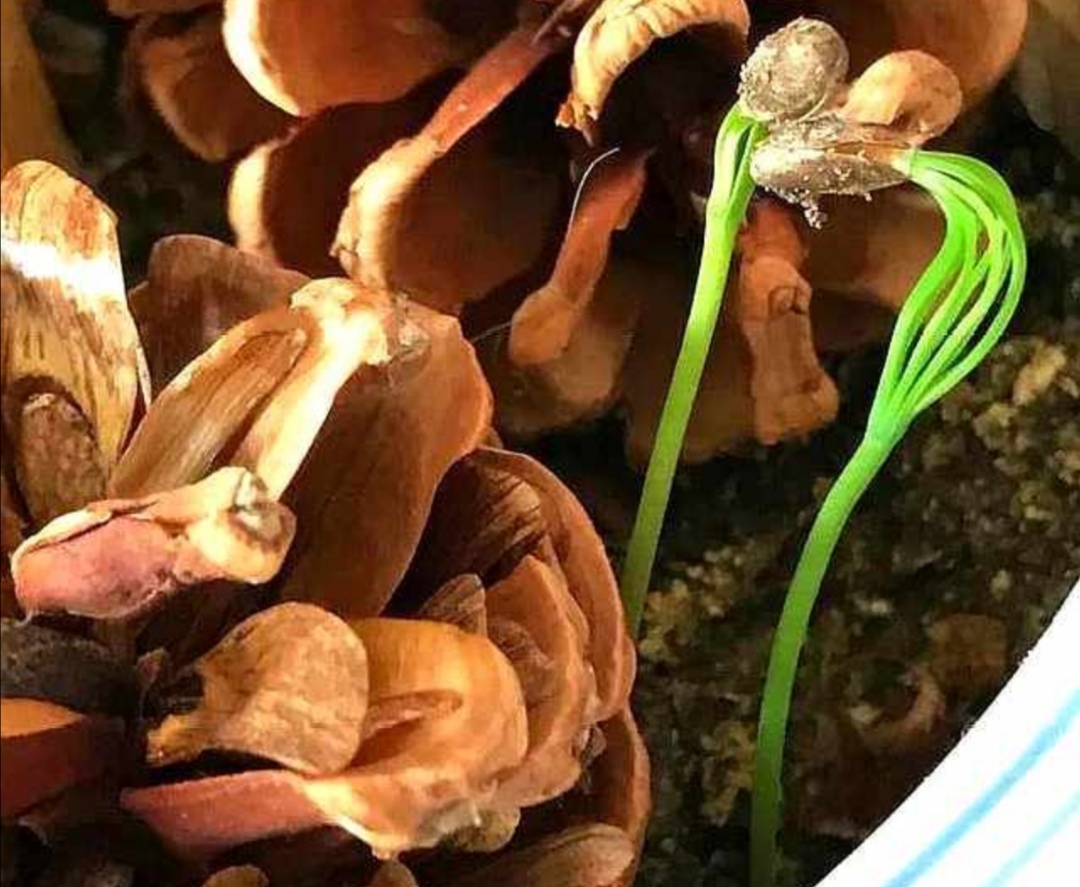 最漂亮的松塔盆景图片,山上松树怎么挖回家做盆景