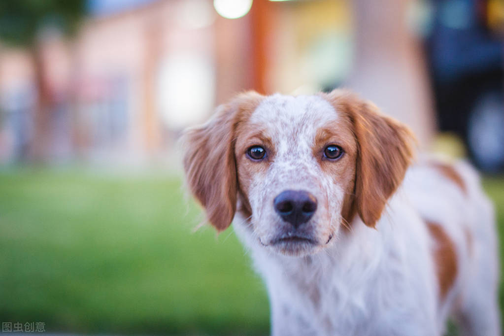 狗狗的焦虑分离症是爱吗,狗狗得分离焦虑症一定要关笼子吗