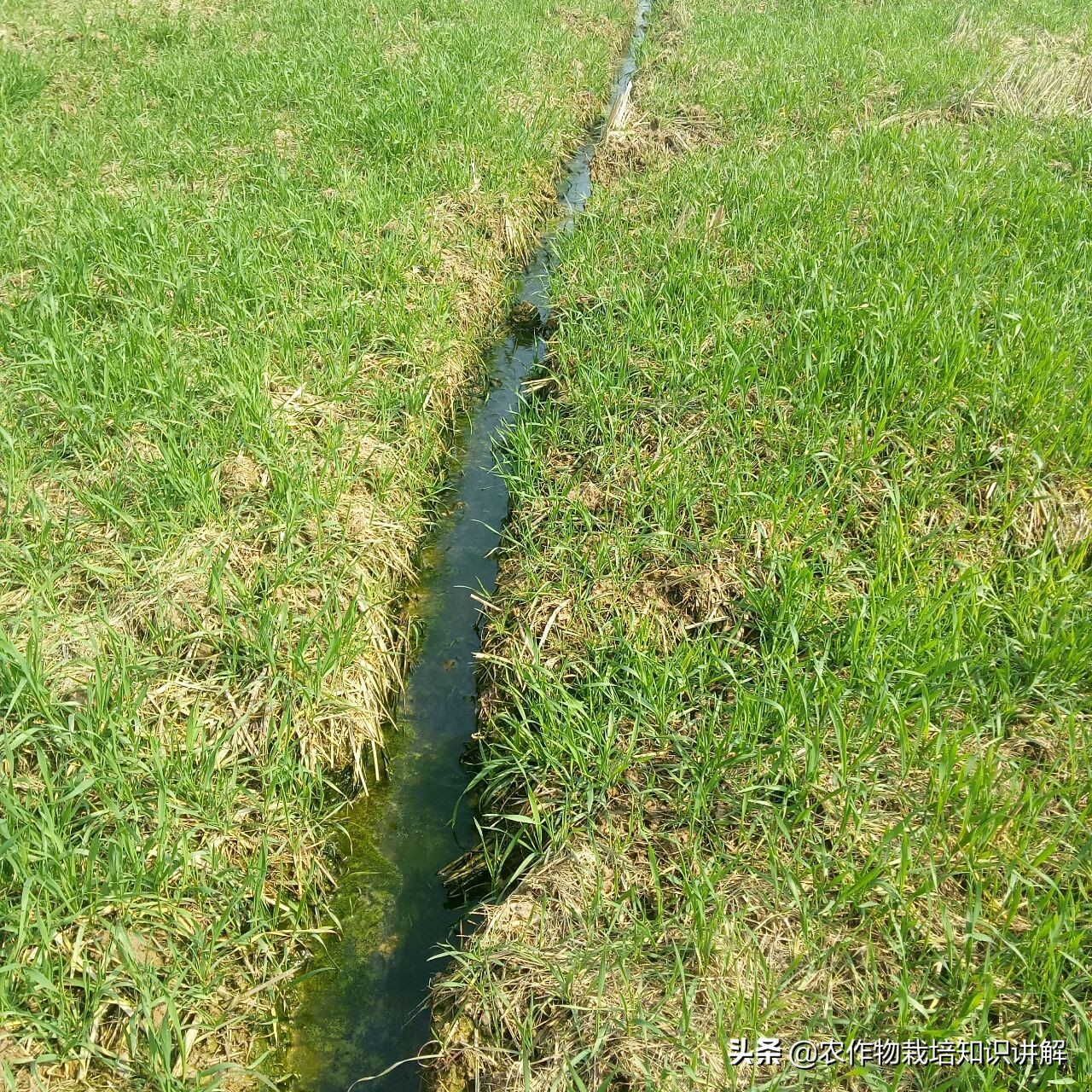 小麦预防赤霉病哪种药好,小麦预防赤霉病打什么药