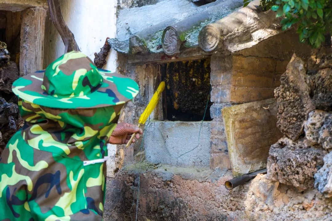 土蜂蜜取蜜全过程,土蜂蜜正确取蜜方法