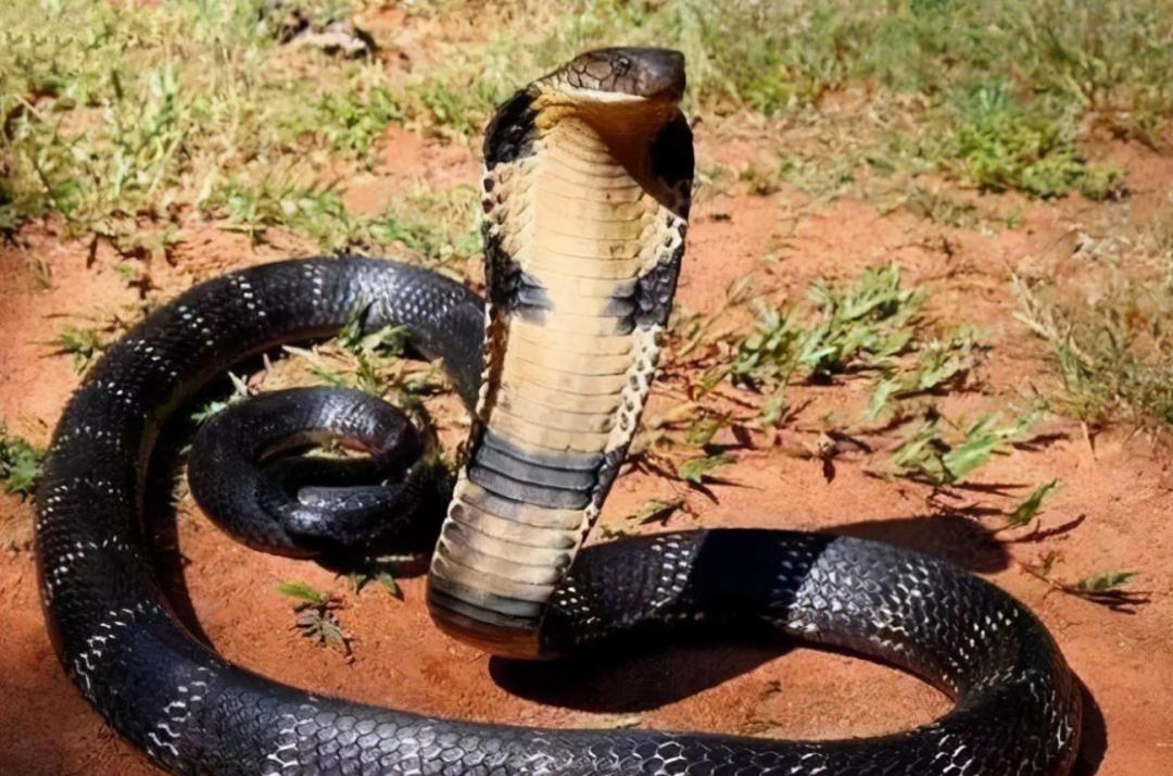 菜花蛇到底是不是无毒蛇,菜花蛇无毒为什么能称百蛇之王