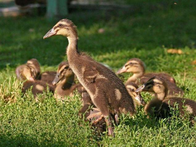 鸭流感防治方法,怎样预防鸭流感