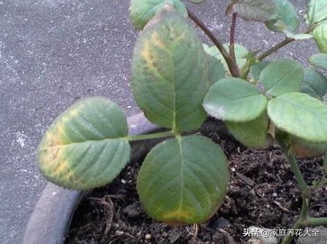 养花虫子怎么消灭最快,养花总招虫记住这几招