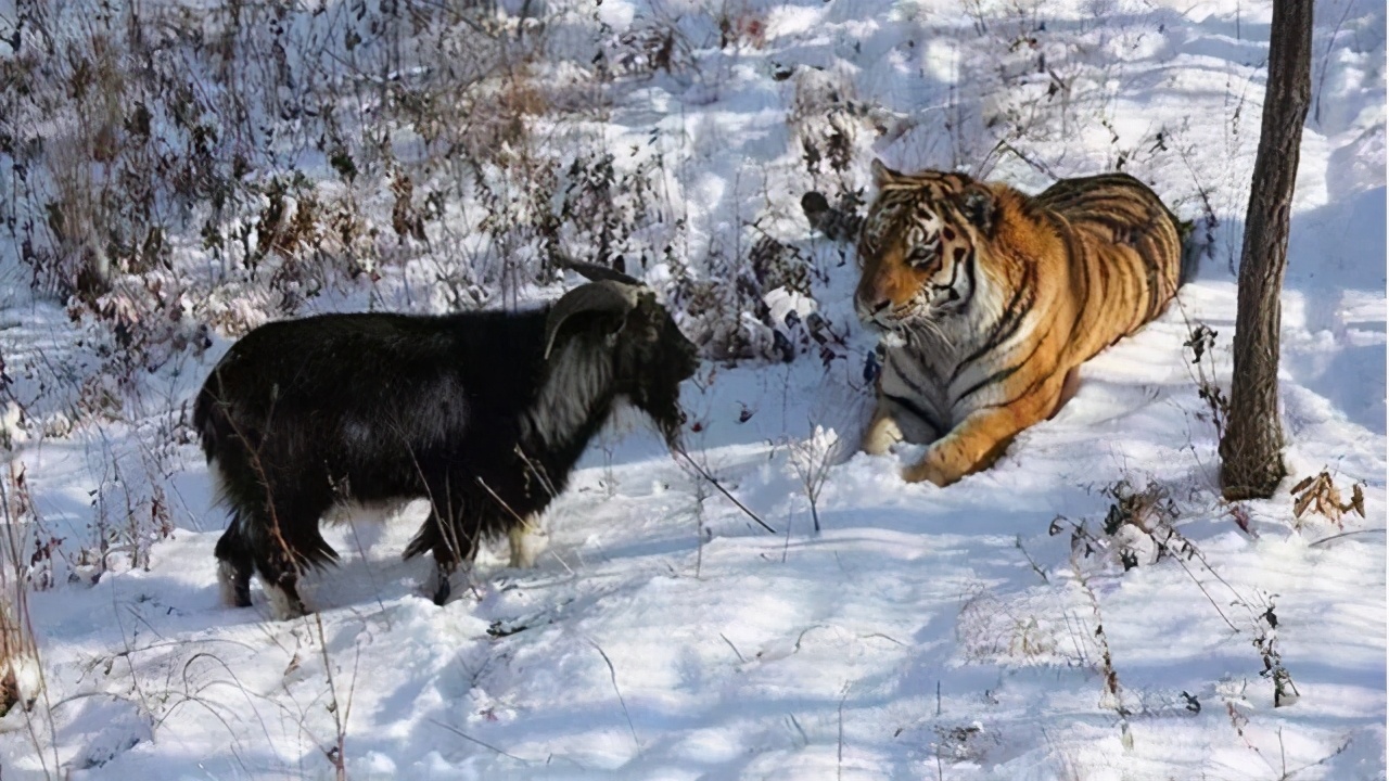 面试官：羊看见老虎为什么不怕，反而把老虎吃掉了？女大学生妙答