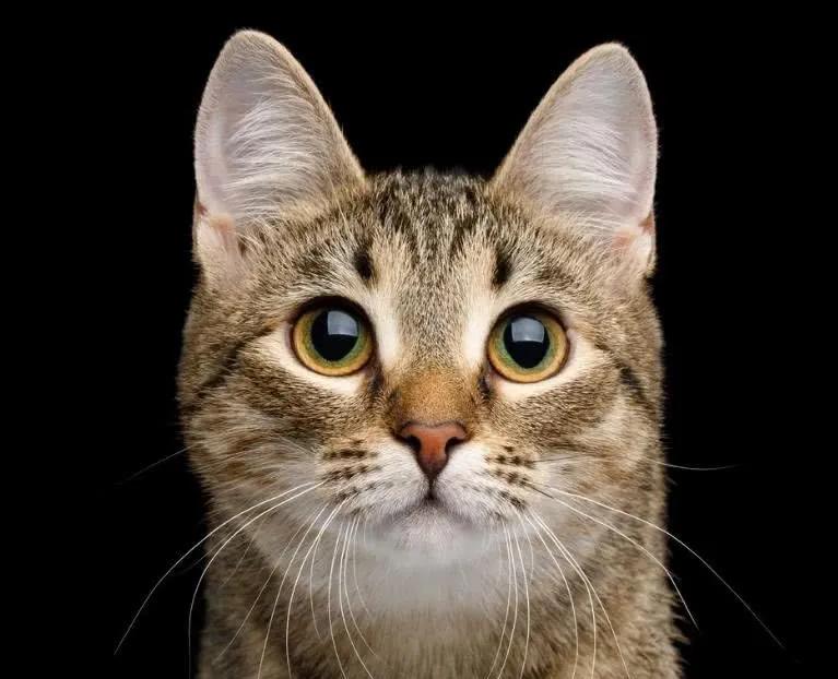 猫咪的眼睛有几种颜色,猫咪的眼睛大多是什么颜色的