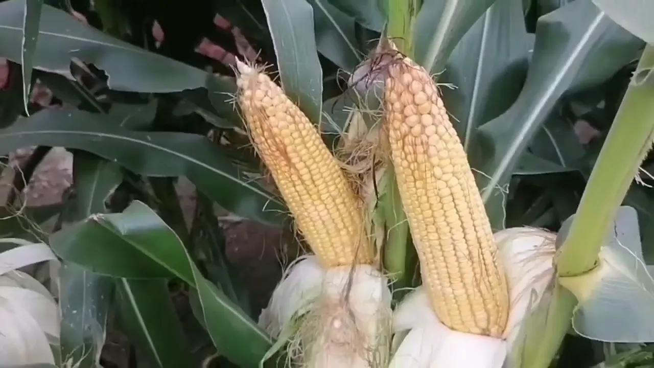 2020年啥时候玉米挂牌,玉米啥时候挂牌