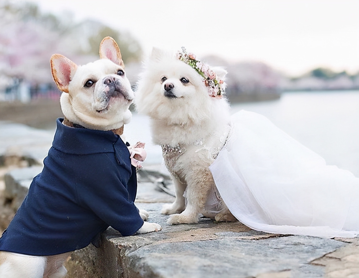 狗狗在交配时，别强行分开它们，不然它们会受伤