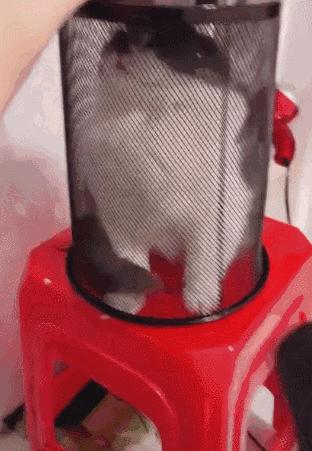 冬天给猫咪洗澡会不会感冒,猫咪冬天洗澡会感冒吗