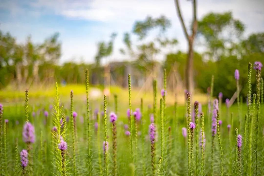 去看万紫千红的花海,五一近郊赏花去看缤纷七彩花田
