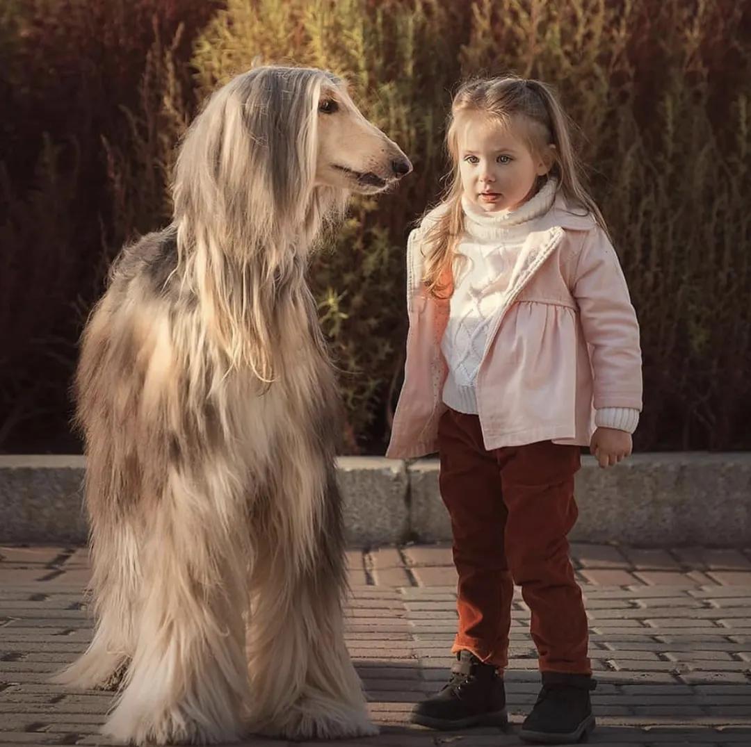 惹人喜爱的萌犬,萌犬