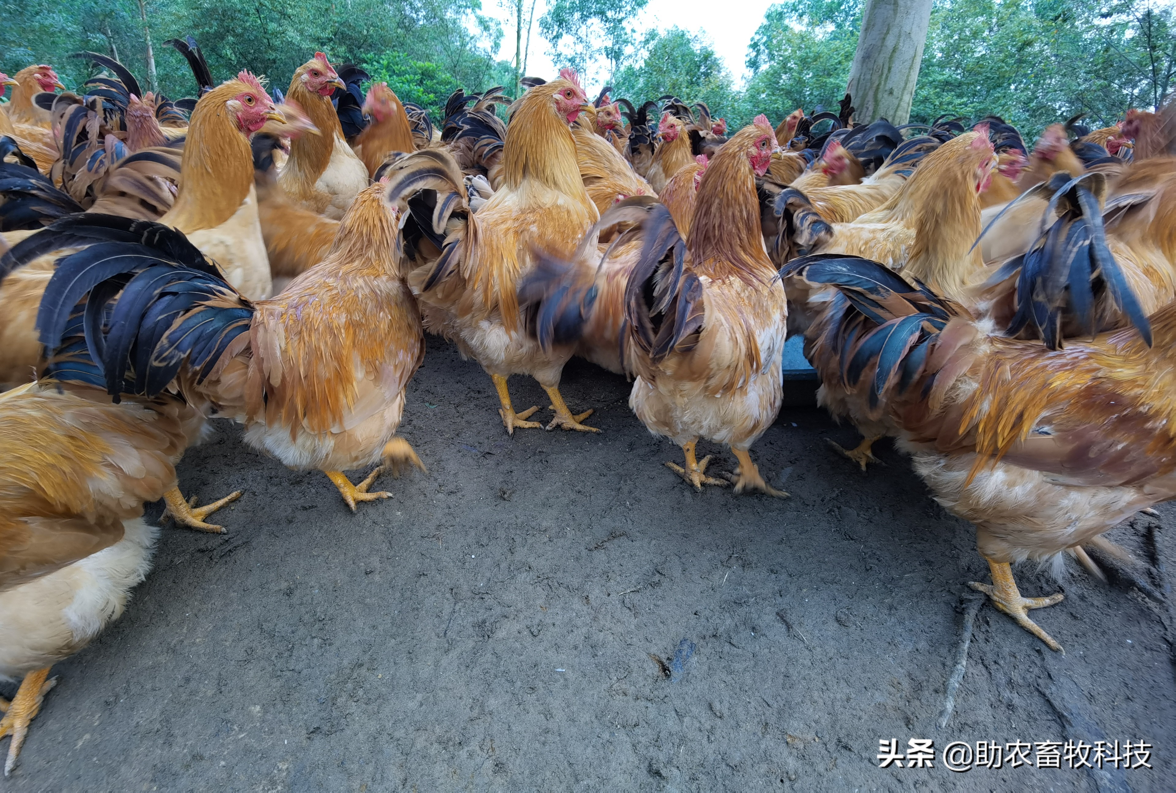 发酵饲料和全价饲料的优势,发酵饲料氨基酸含量高吗