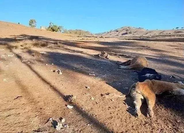 人类面临的生态困境包括哪,生态农业的可能性以及前景