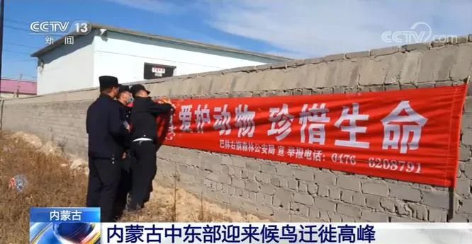 候鸟迁徙的纪录片央视,中国候鸟迁徙视频