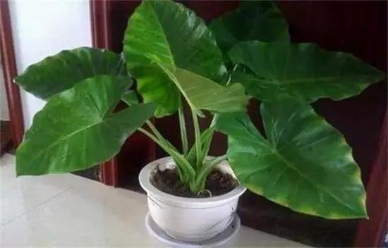 什么花可以放在卧室净化空气,什么花放在卧室可以净化空气