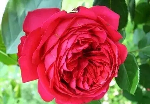 每天学习一点点——100种玫瑰品种科普