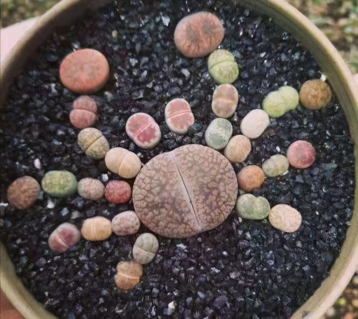 记录我养生石花踩过的坑，总结这八点让你的生石花长得饱满又艳丽