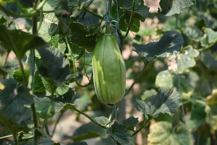 渭南大荔哪里好玩的地方,渭南大荔周边环境优美的地方