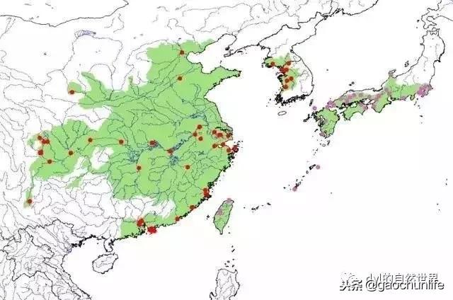 大草龟和小草龟谁好养,变异草龟和草龟的区别