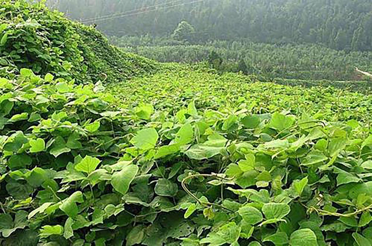 葛根在美国,葛根泛滥成灾