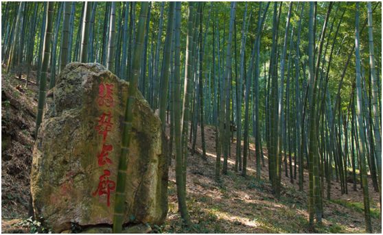 关于春天的颜色,关于春天的景色是什么