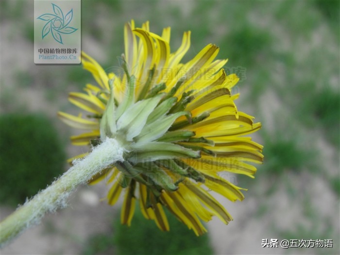 带你详细了解蒲公英,想了解一下蒲公英的图片