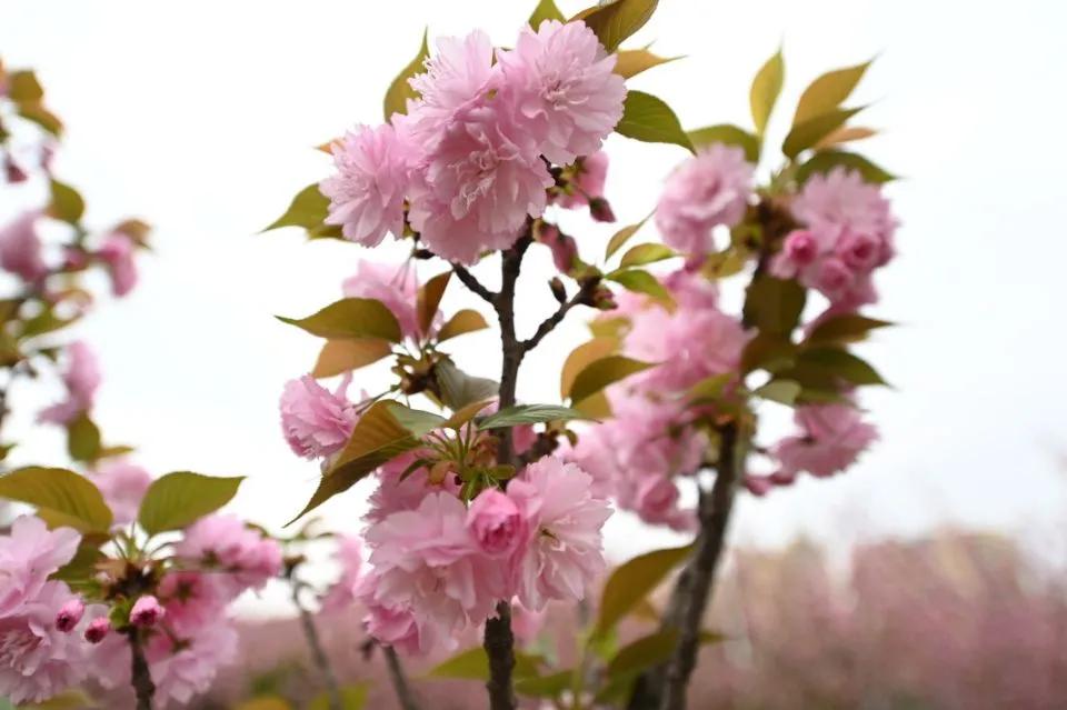 这等世外仙境竟然在西南交通大学希望学院？