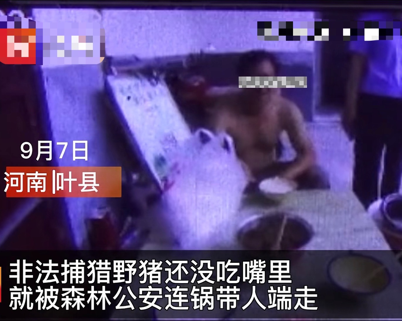 1个木箱3个人，“轻松”捕获野猪肉200多斤，为何野猪还如此猖狂