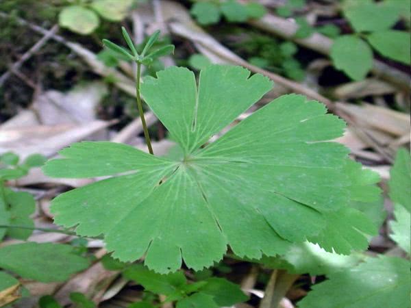 长相奇怪的一种草，它是毛茛科1500多种植物中独一无二的存在！