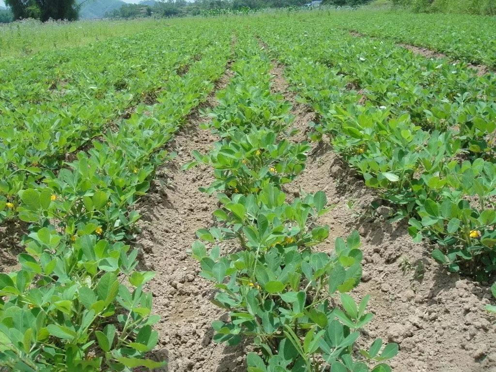 雷州标志图片,雷州标志