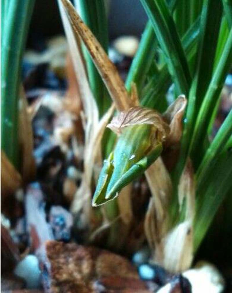 兰花长苞没等开花就花苞枯萎了,网购的兰花花苞枯萎怎么回事