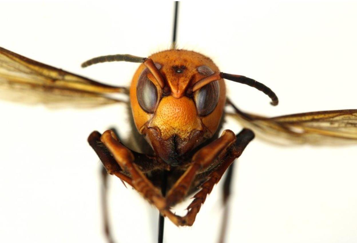 杀人大黄蜂是真的入侵美国了吗,杀人大黄蜂是什么