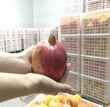 西昌黄联关镇：小石榴做出大文章软籽石榴映“红”乡村致富路