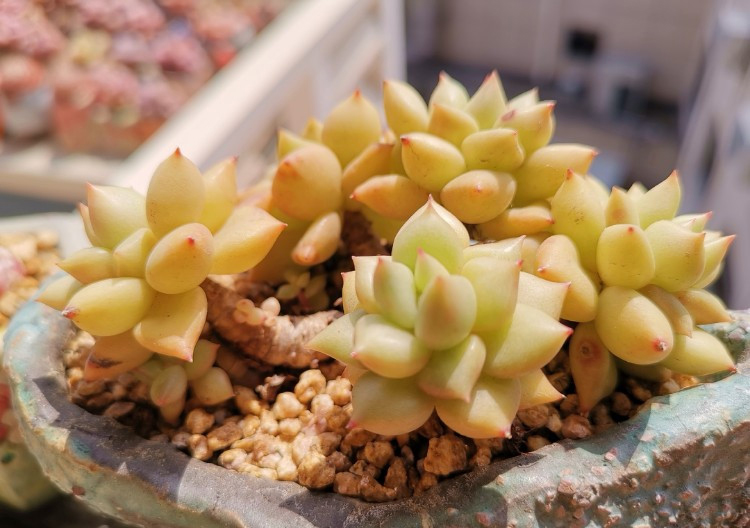 养多肉的感悟熬过冬季,象牙多肉养护方法