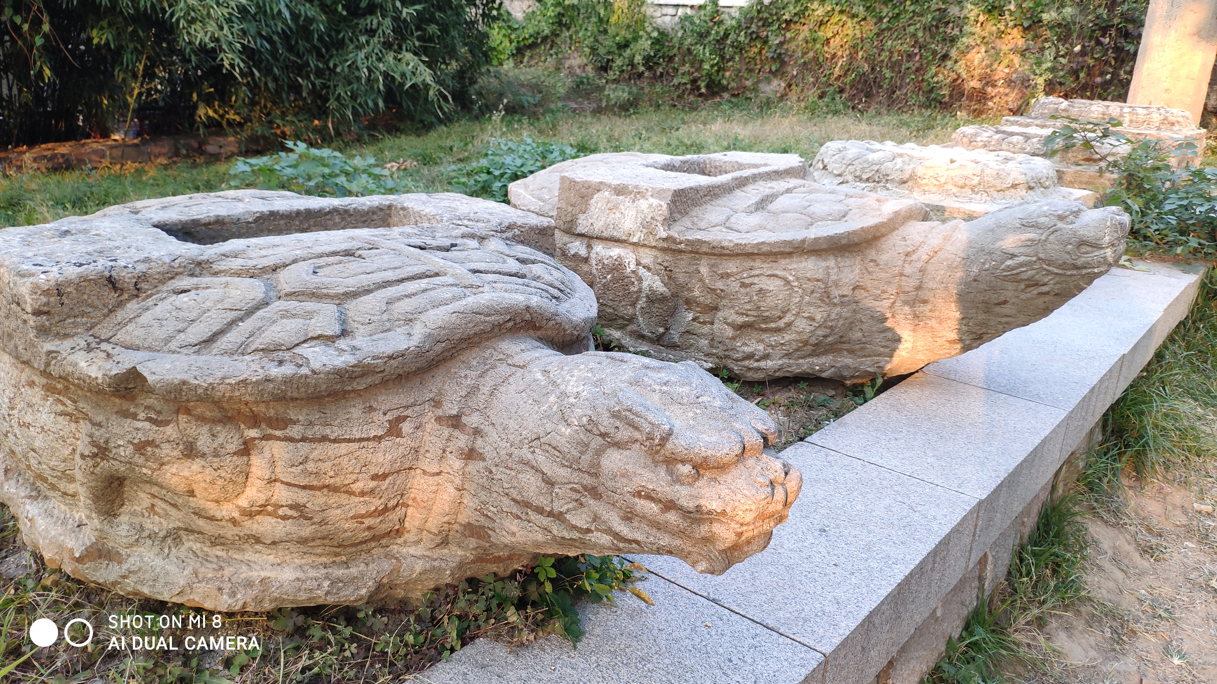 去济南灵岩寺什么必看,济南灵岩寺神树