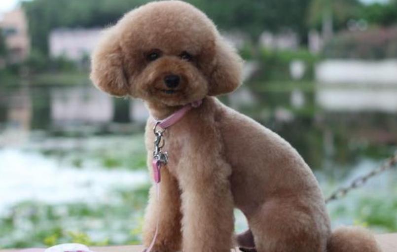 泰迪狗流眼泪吃什么,泰迪狗流清水鼻涕怎么治疗