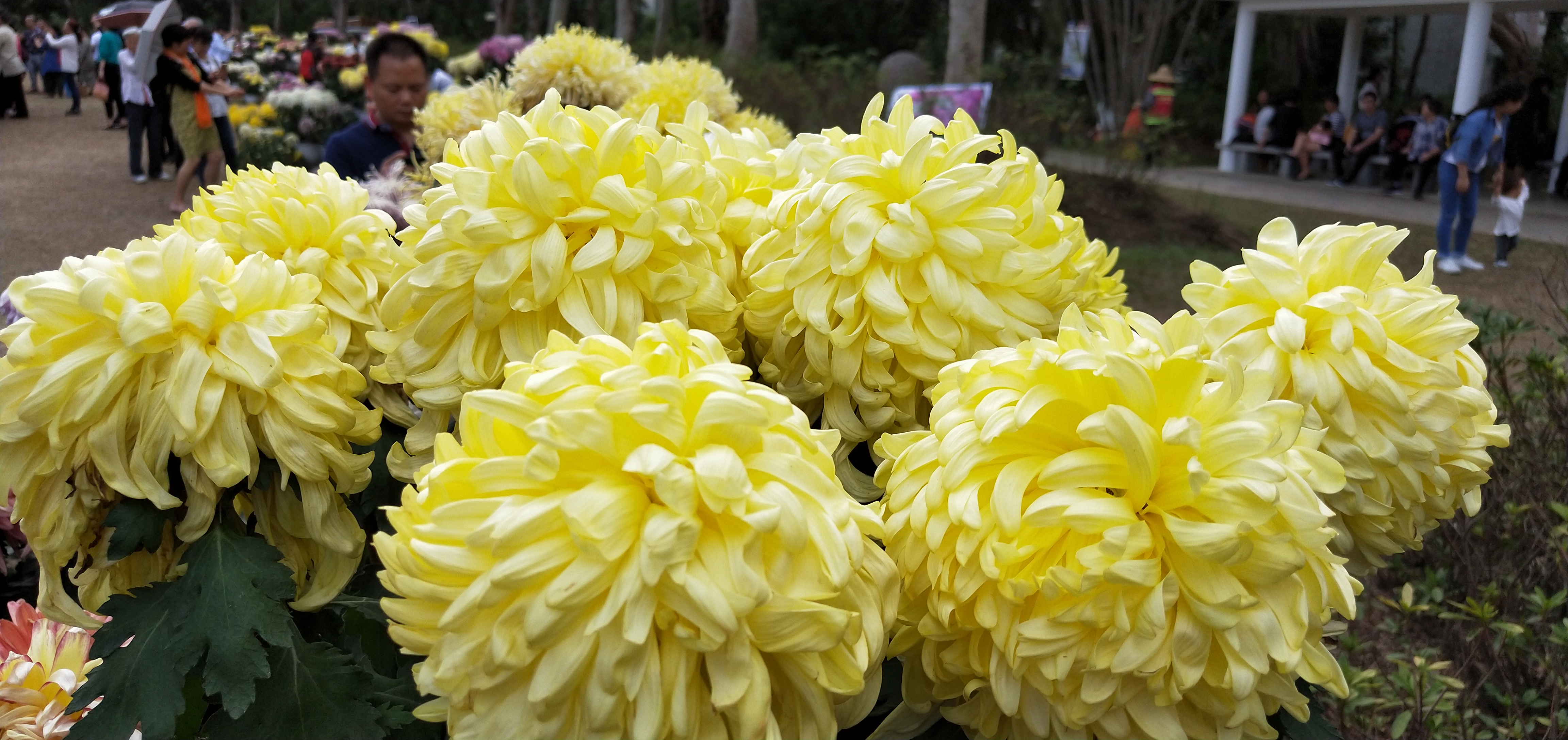 东湖公园菊花花展时间2021,深圳东湖荷节花展