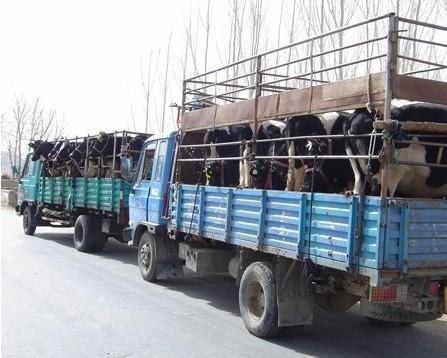 找中介买牛,买牛一定要找中介吗