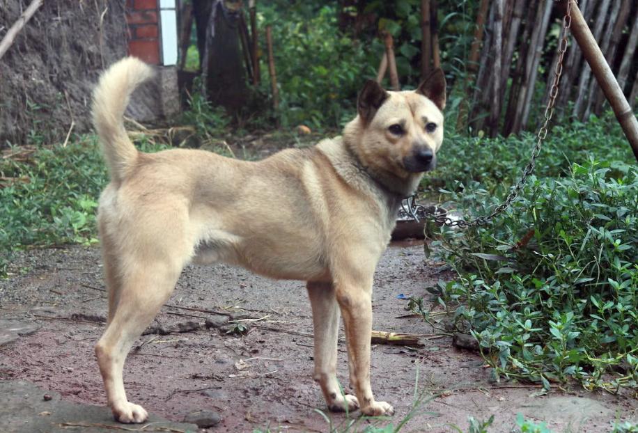 农村被狗贩子偷走的狗都去了哪里,农村偷狗贼偷的狗都哪去了