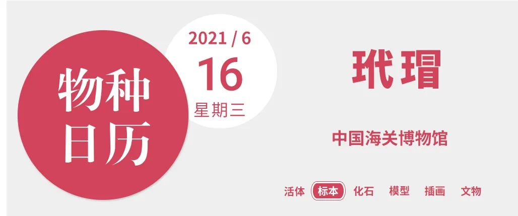 玳瑁现状,玳瑁的危险程度