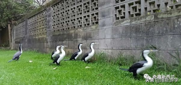 奥克兰小学生游学,奥克兰两日游旅游攻略