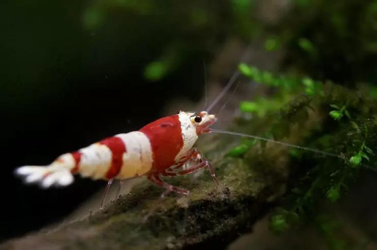 养草缸需要爆藻嘛,养草缸容易爆缸