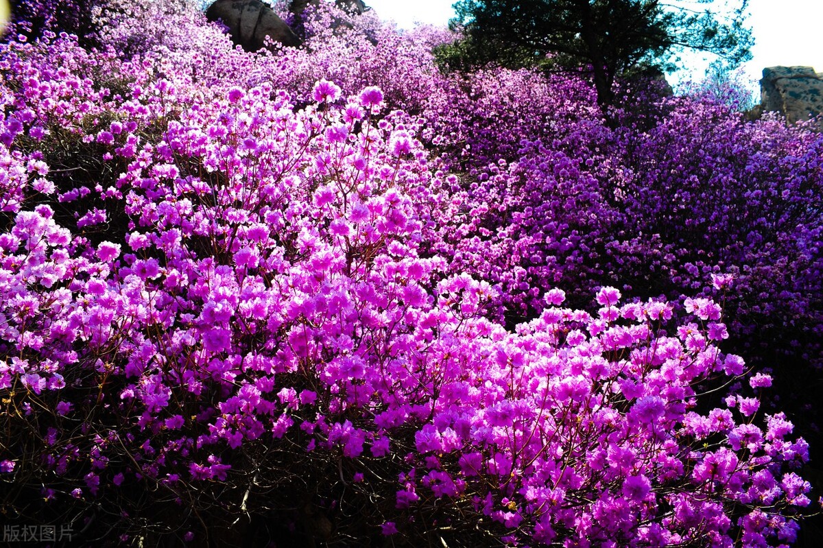 山上挖的映山红怎样做才容易活,野生映山红的生长过程