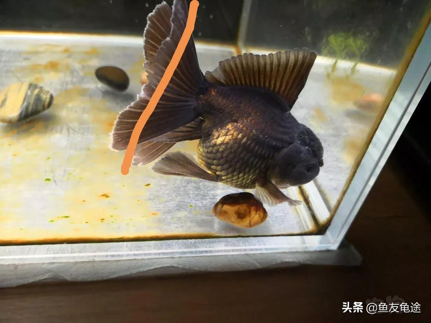 金鱼烂鳍烂尾用什么药治疗,金鱼烂尾烂鳍怎么治疗