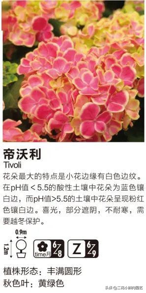 鍥壓鑺卞崏绉嶆鐭ヨ瘑鍏ラ棬,鑺卞崏鍥壓濡備綍鍏ラ棬