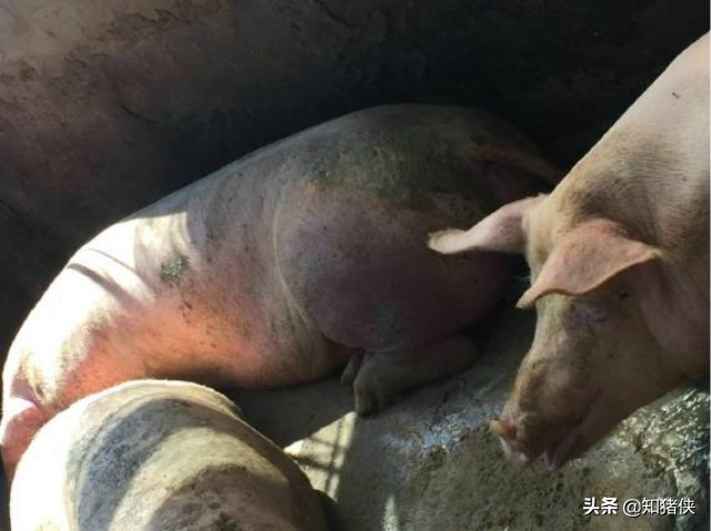 这种病引起猪反复高烧、身上发红，只有一类药能治好